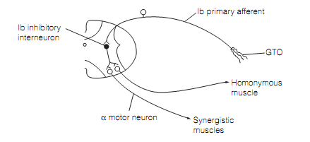 345_Inverse myotatic reflex.png